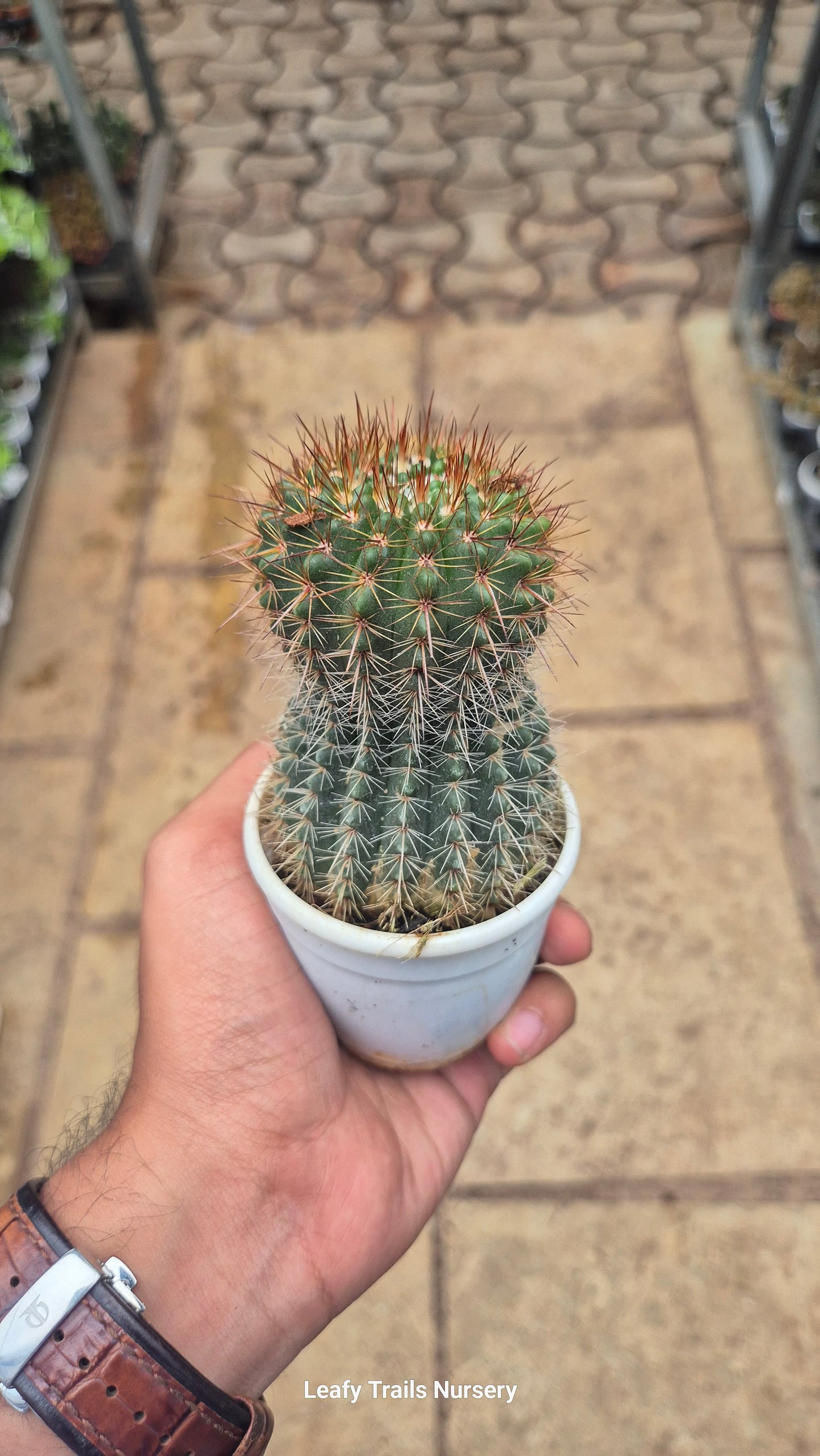 Golden Ball Cactus