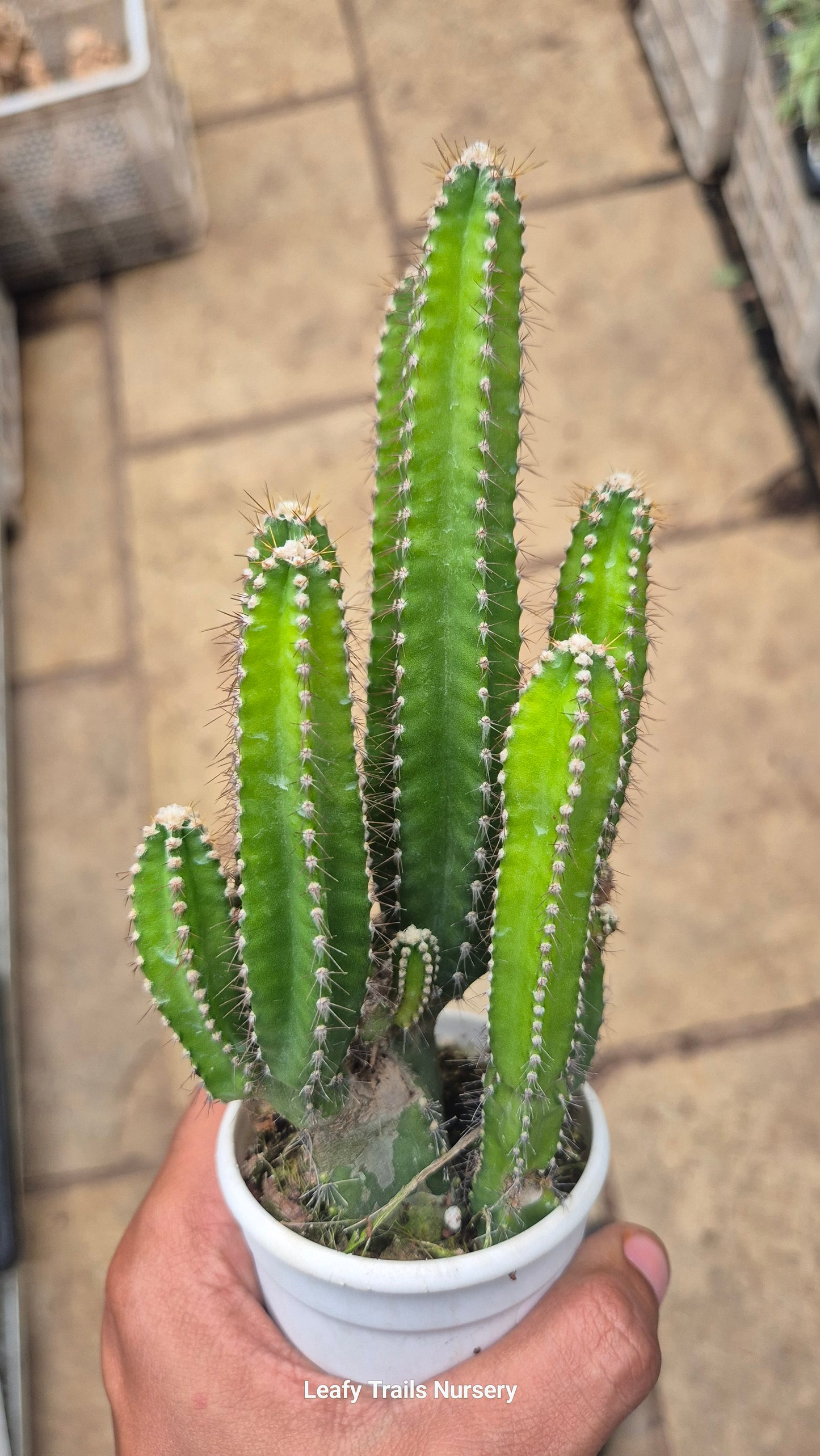 Tower Cactus