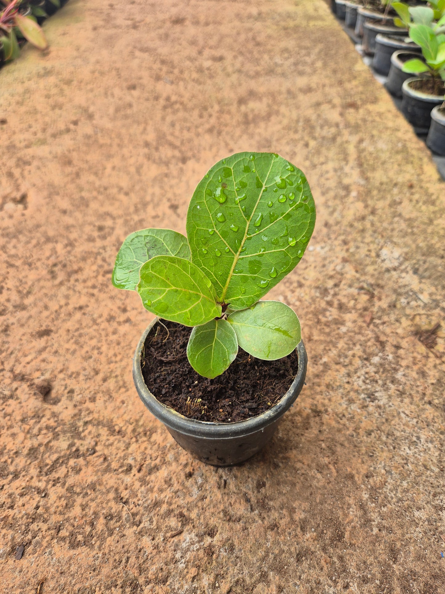 Fiddle Leaf ( Lyrata Ficus )