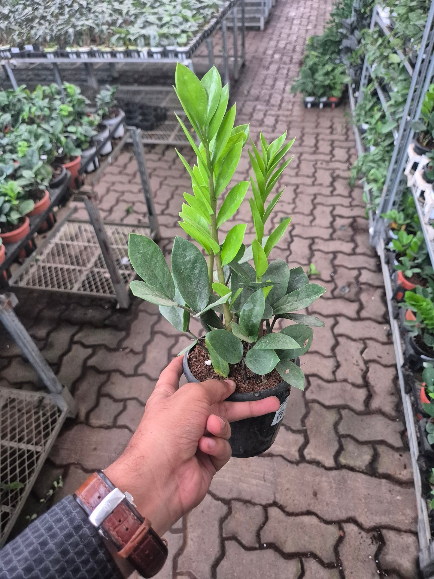 Zamioculcas Zamiifolia ZZ