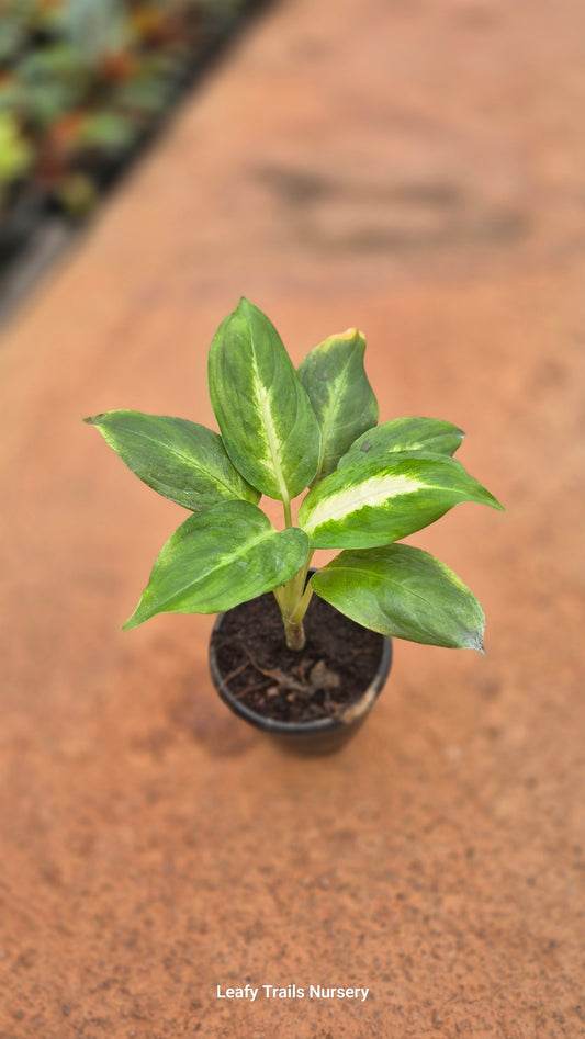 Diffenbachia Camille