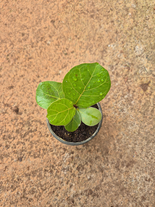 Fiddle Leaf ( Lyrata Ficus )