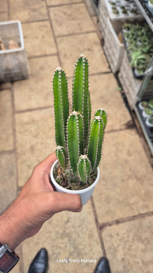 Tower Cactus