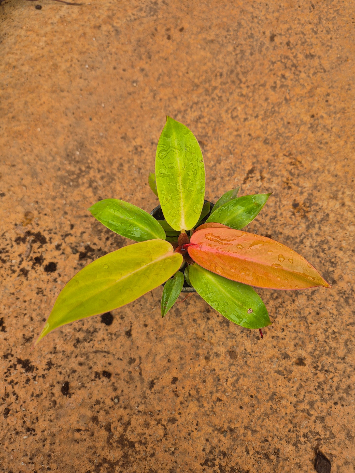 Cherry Red Philodendron