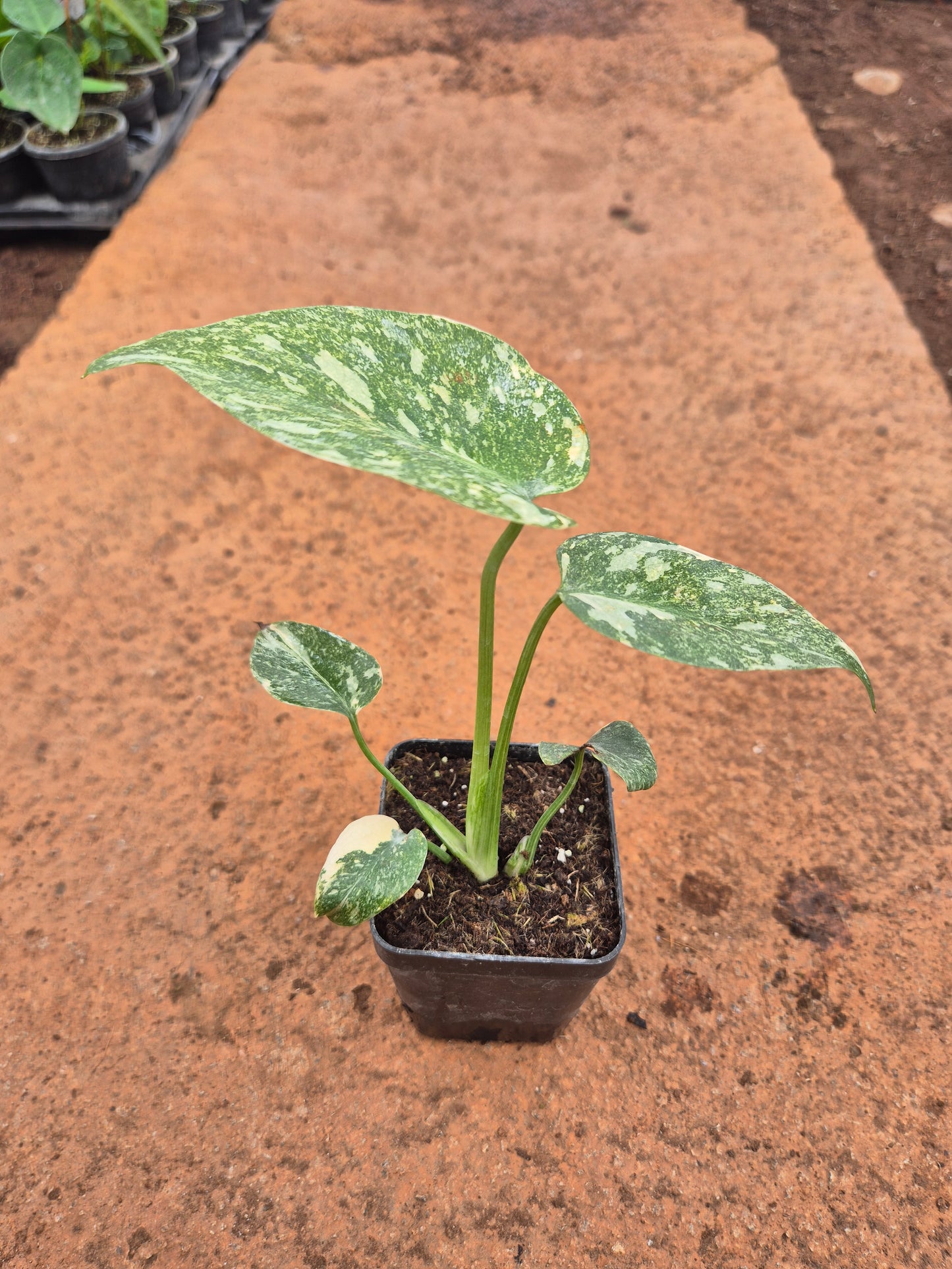 Monstera Thai Constellation