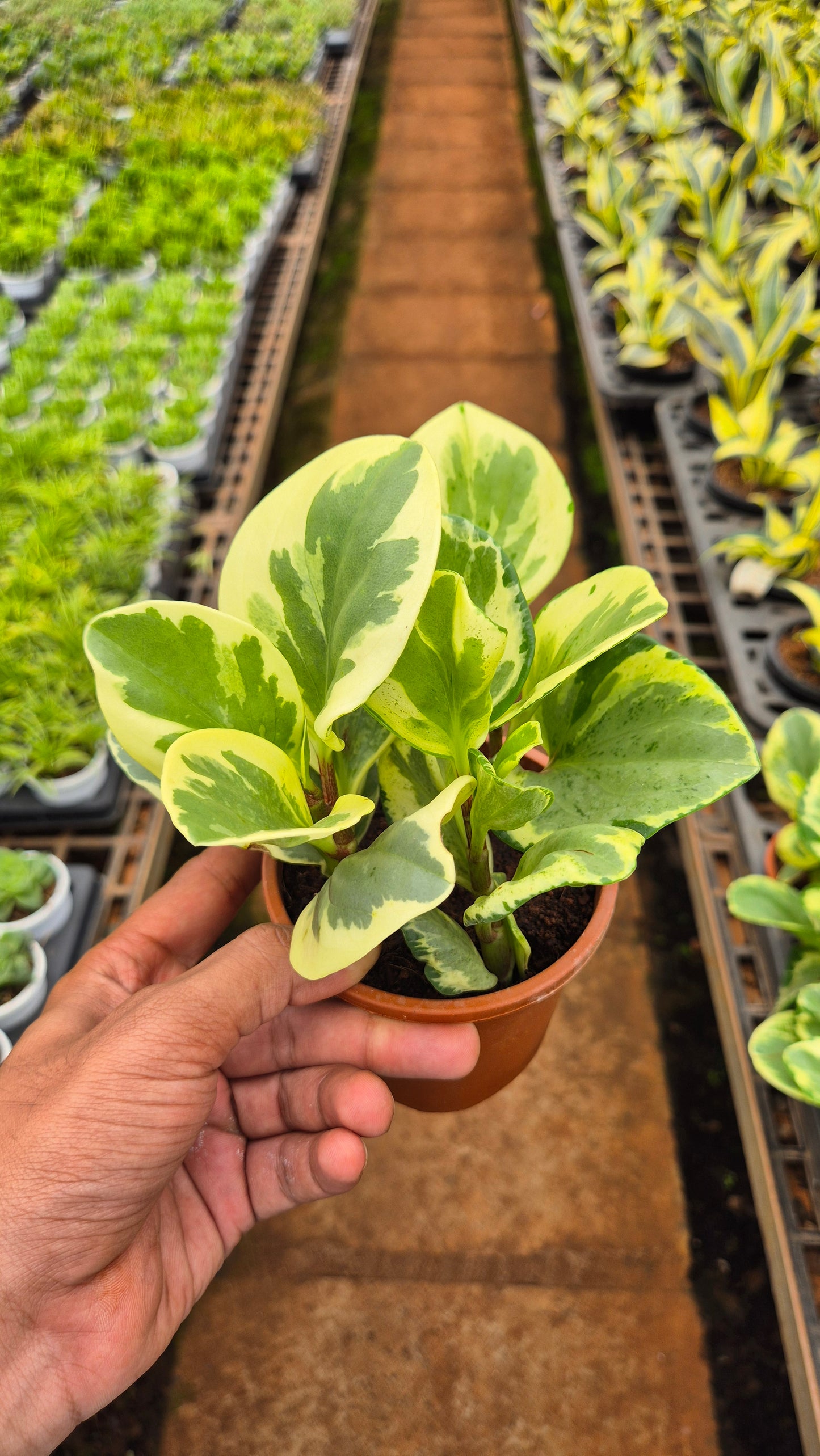 Peperomia