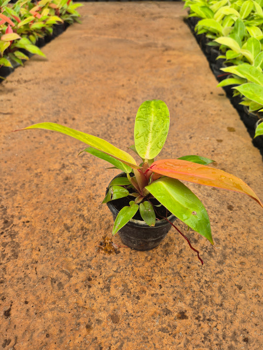 Cherry Red Philodendron