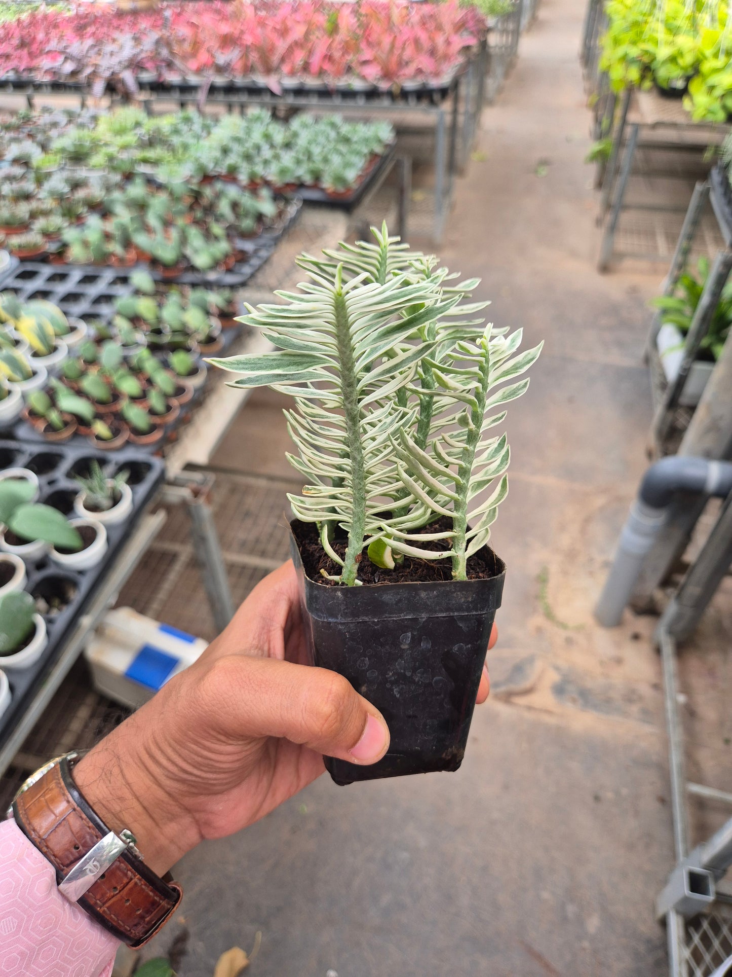 Pidilanthus Verigated