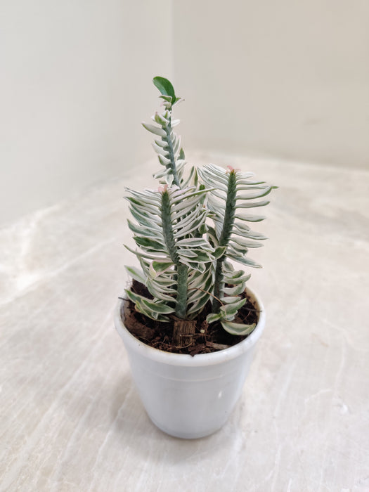 Pidilanthus Verigated