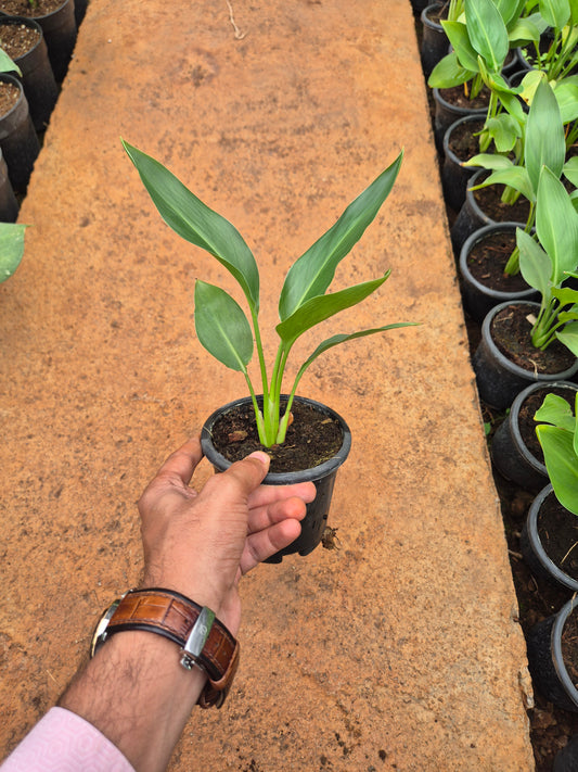 BOP - Bird Of Paradise