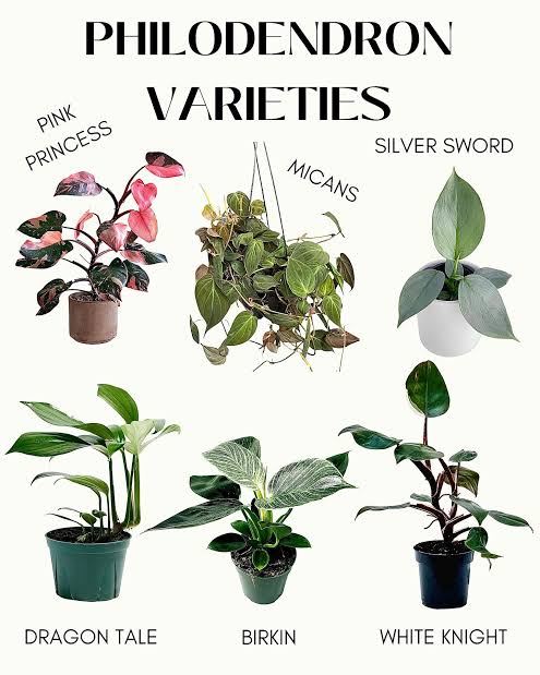 Philodendrons