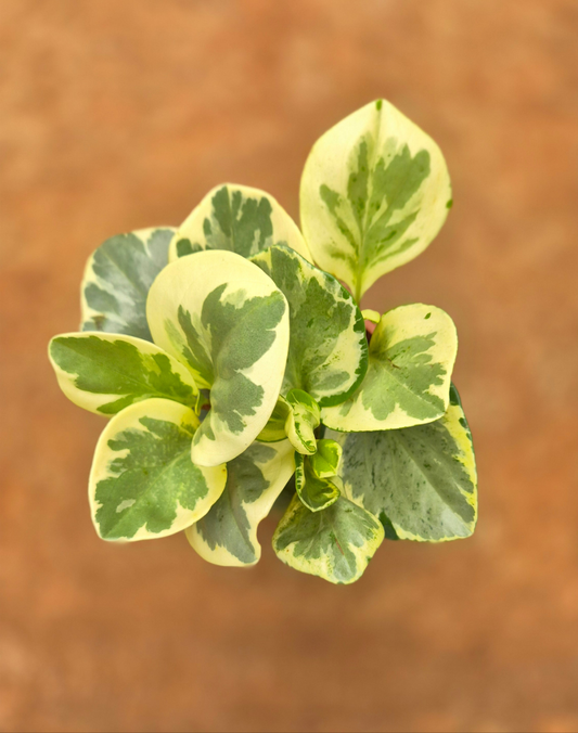 Peperomia