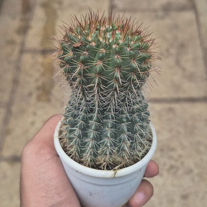 Golden Ball Cactus