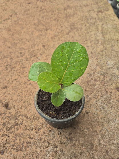 Fiddle Leaf ( Lyrata Ficus )
