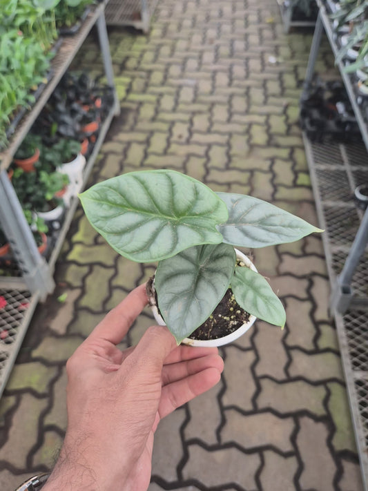 Alocasia SILVER DRAGON