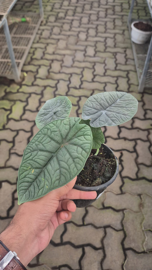 Alocasia MELO
