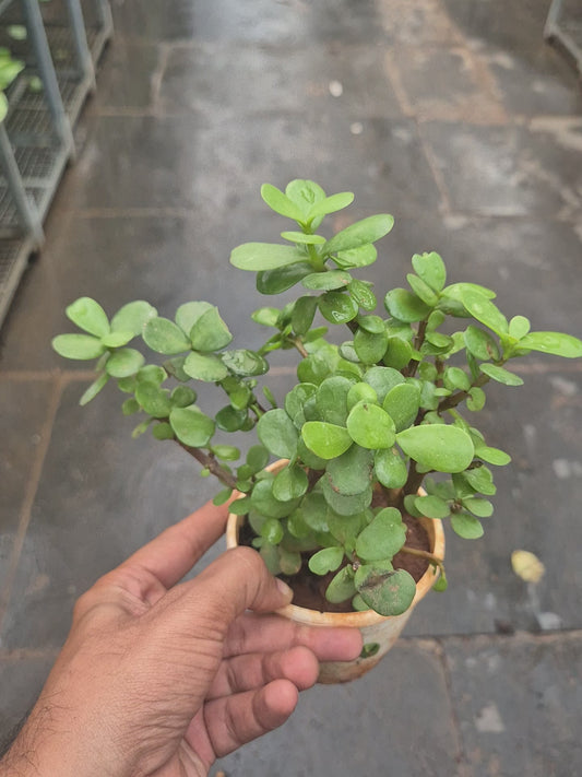Lucky Jade