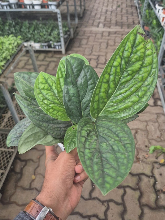 Monstera Peru