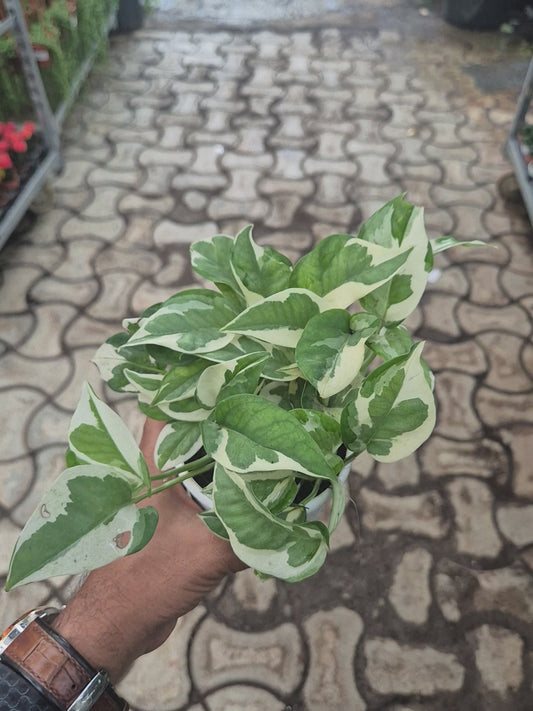 N'Joy Pothos