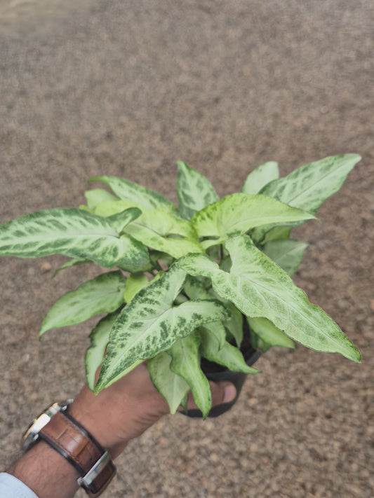 Syngonium