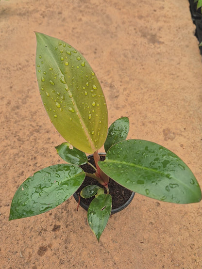 Red Congo