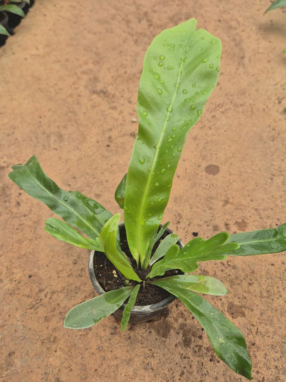 Bird's Nest Fern