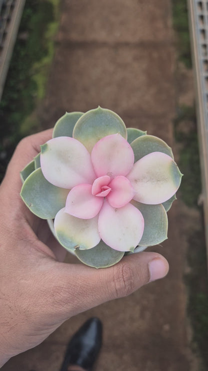 Rainbow Echeveria