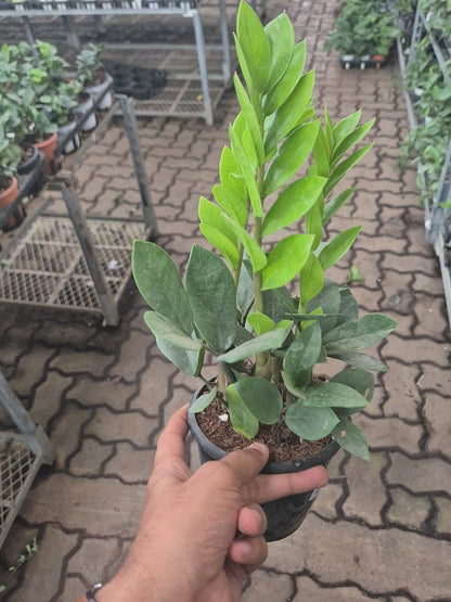 Zamioculcas Zamiifolia ZZ