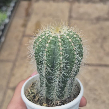 Golden Ball Cactus