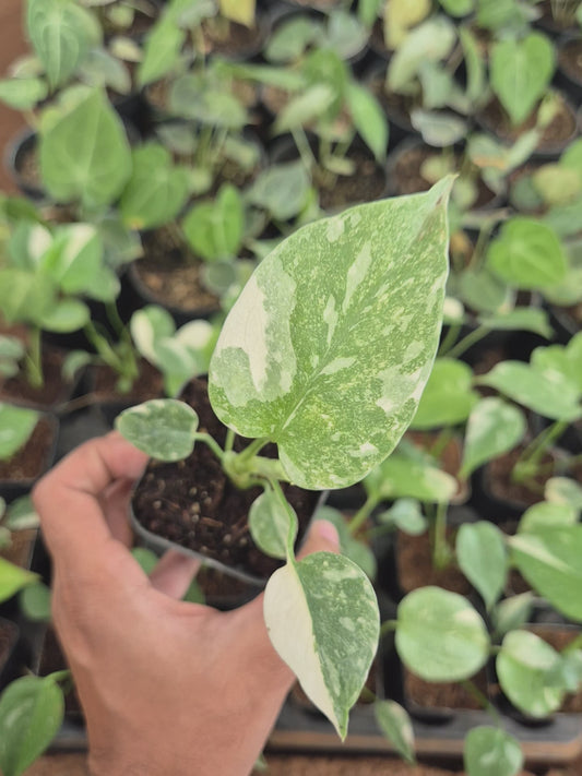 Monstera Thai Constellation