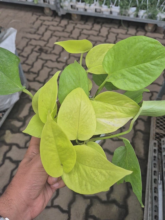 Neon Money Plant