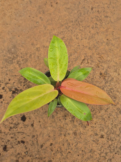 Cherry Red Philodendron