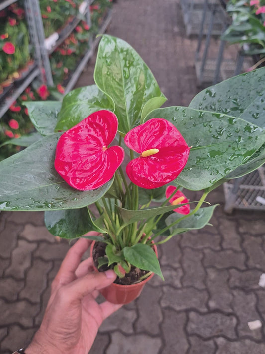 Anthurium RED