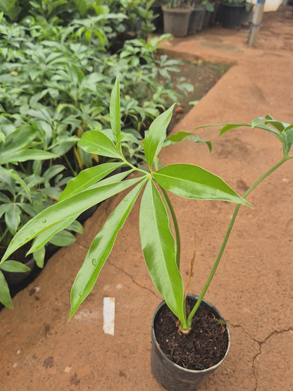 Goeldi Philodendron