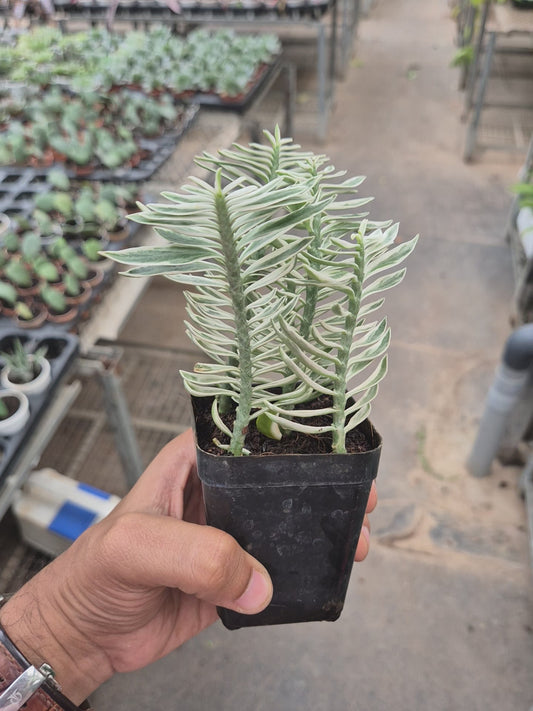 Pidilanthus Verigated