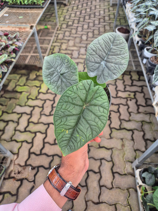 Alocasia MELO