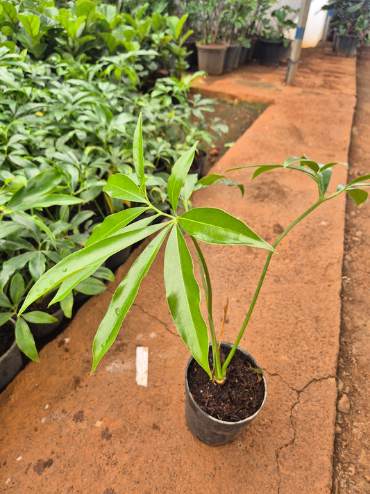 Goeldi Philodendron