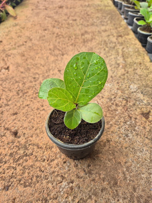 Fiddle Leaf ( Lyrata Ficus )