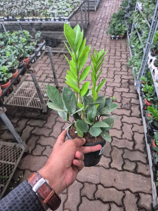 Zamioculcas Zamiifolia ZZ