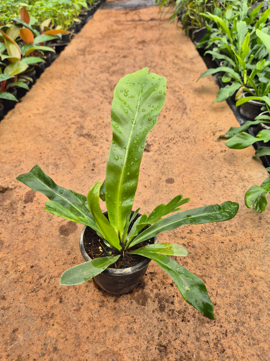 Bird's Nest Fern