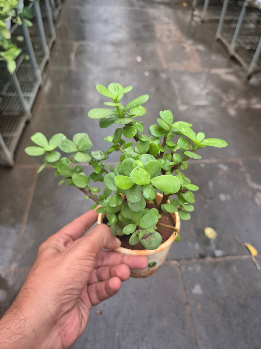 Lucky Jade