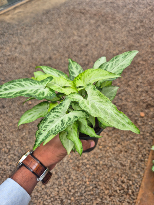 Syngonium