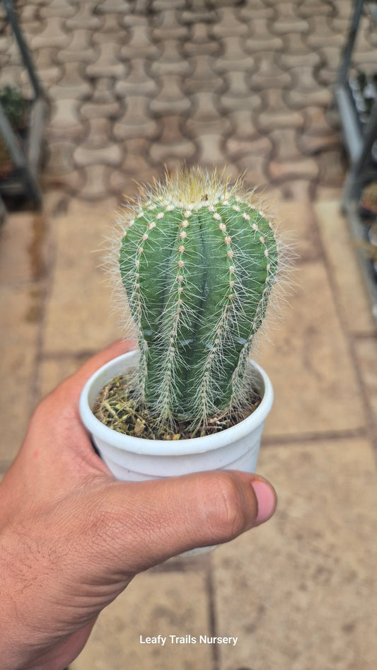 Golden Ball Cactus