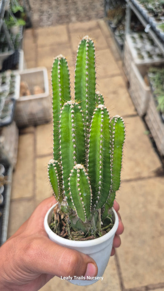 Tower Cactus
