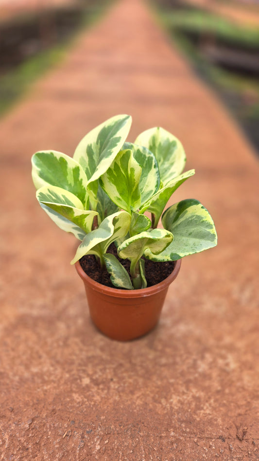 Peperomia