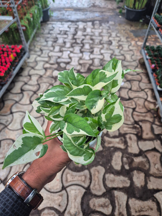 N'Joy Pothos