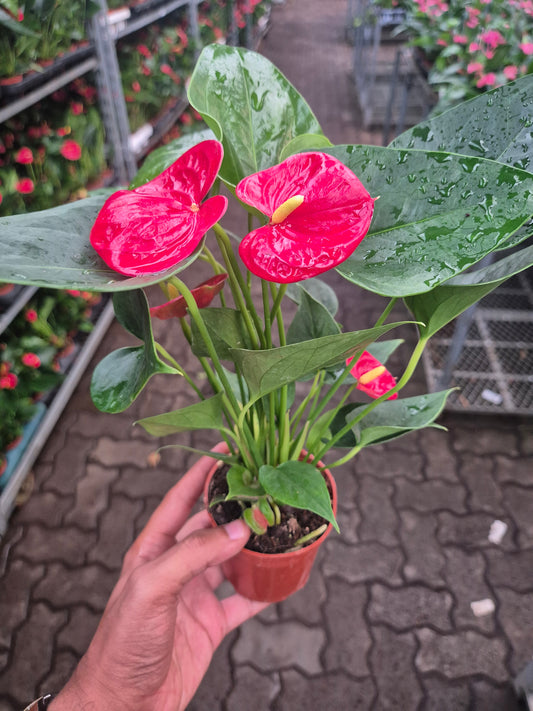 Anthurium RED