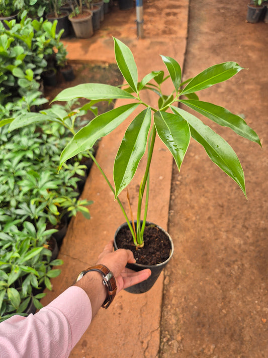 Goeldi Philodendron