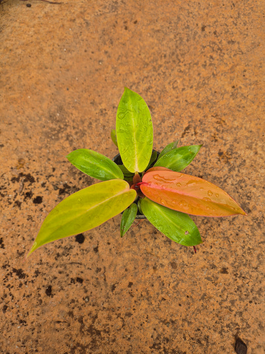 Cherry Red Philodendron