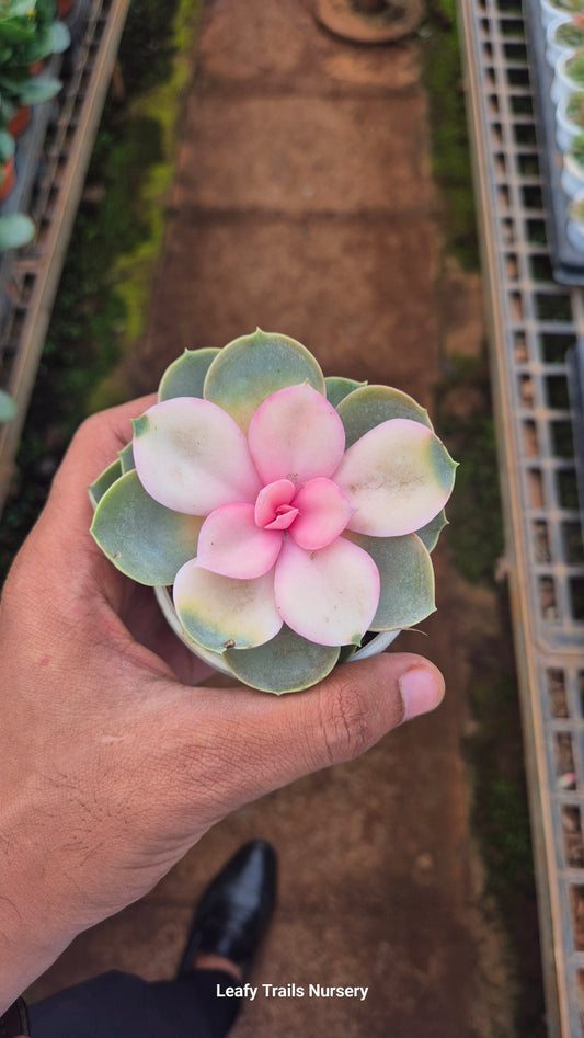 Rainbow Echeveria